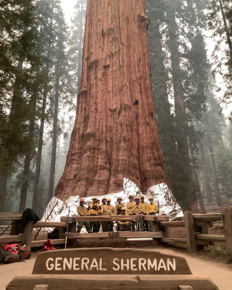 firefighters stand at base of tall tree wrapped in aluminum-like material