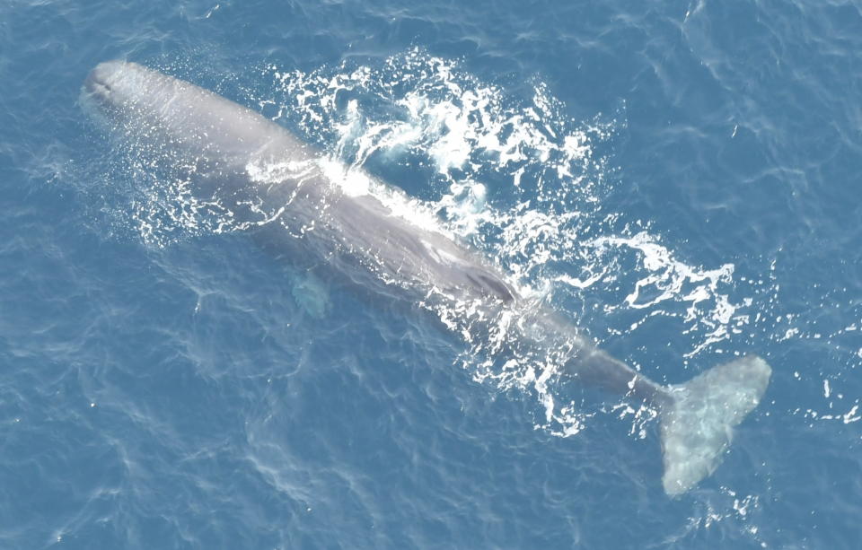 <p>Sperm whale swimming just outside the monument. (Photo: New England Aquarium’s Anderson Center for Ocean Life aerial survey of Northeast Canyons and Seamounts Marine National Monument, November 2017) </p>