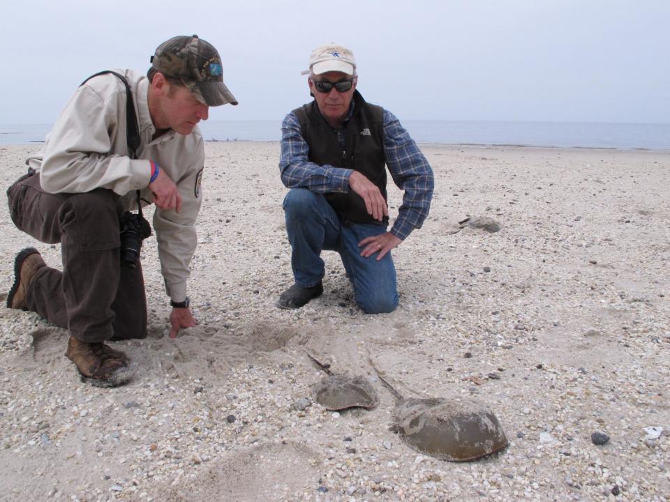 In this May 8, 2014 photo, Eric Schrading, an official with the U.S. Fish and Wildlife AService (left), and Larry Niles, a wildlife biologist (right) watch as two horseshoe crabs head back toward the water after mating on a beach in Middle Township N.J. A year-long project to replenish five Delaware Bay beaches that are vital to the continued survival of horseshoe crabs and the red knot, an endangered shorebird has been completed just in time for the second summer after Superstorm Sandy, which severely eroded the beaches and wrecked habitat for the animals. (AP Photo/Wayne Parry)