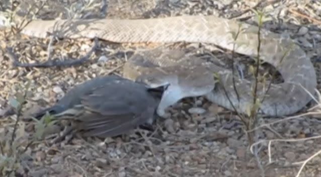 The snake starting its big meal. Photo: YouTube/ Kurt Papke