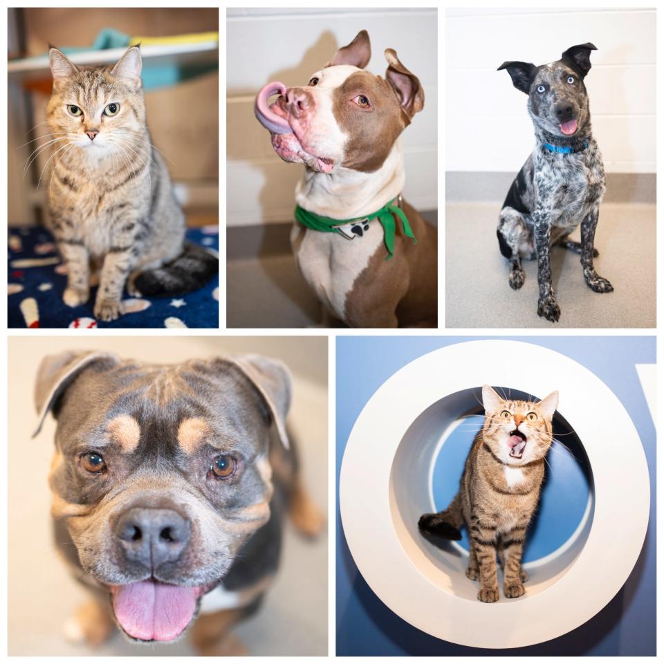 Some of the cats and dogs available for adoption on Dec. 1, 2023, at Columbus Humane, celebrating its 140th anniversary on Dec. 7, 2023.