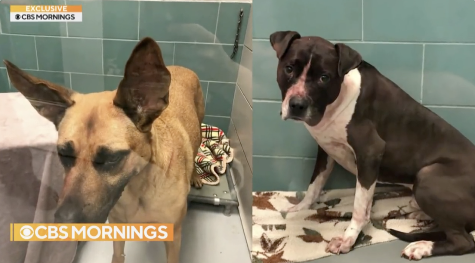 The dogs after being seized — a German Shepard mix named Lucy and a boxer and pitfall mix named Bender.