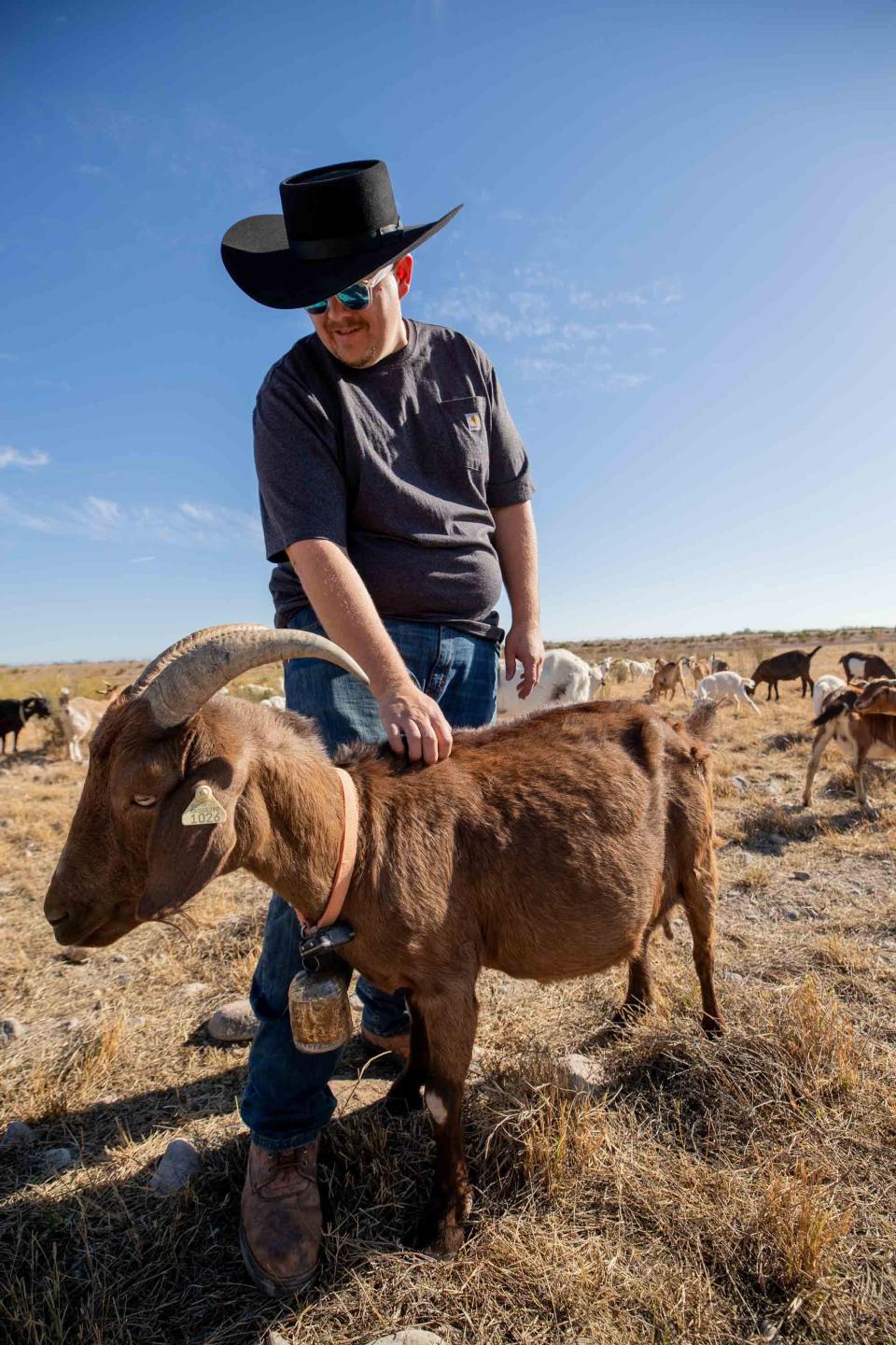 Reece Bickerdyke pets Odyssey, one of 70 goats in the herd, inside Central Arizona Project's Superstition Mountain Recharge Basin in San Tan Valley on Nov. 29, 2023. Bickerdyke has been a herder for seven years and has worked for CAP for two months.