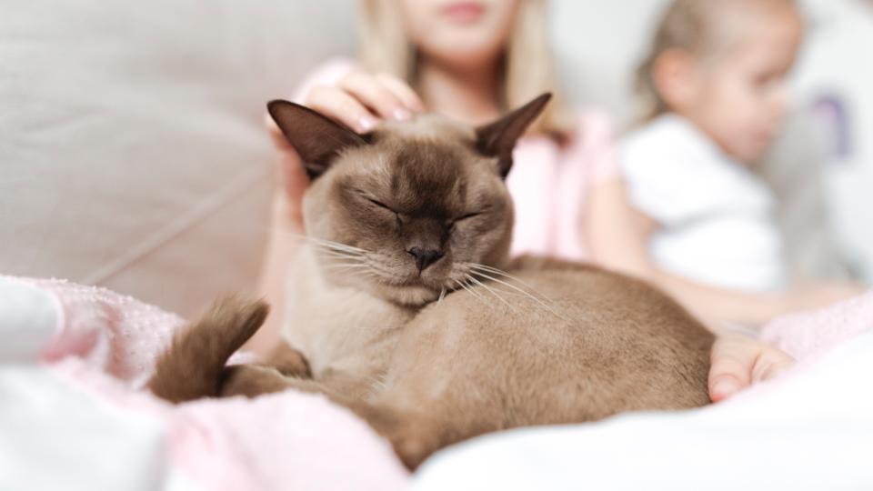 Burmese cat with children