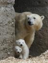 Twin polar bear cubs stand with their mother Giovanna in their enclosure at Tierpark Hellabrunn in Munich, March 19, 2014. The 14 week-old cubs, who made their first public appearance on Wednesday, have yet to be named. REUTERS/Michael Dalder (GERMANY - Tags: ANIMALS SOCIETY)