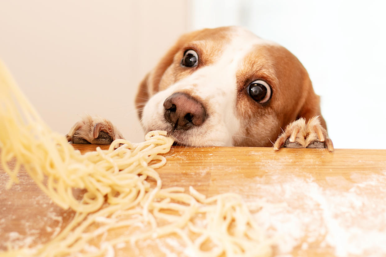 Un perro beagle trata de robarse un poco de pasta cruda de la mesa de la cocina. (Getty)