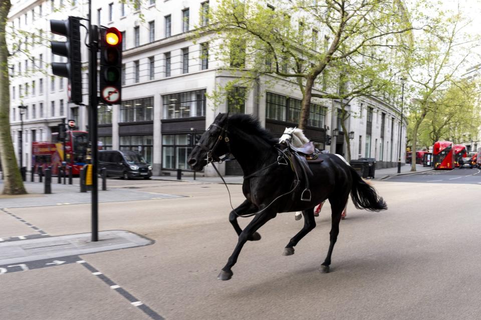 A number of horses bolted through the streets of central London on Wednesday morning (PA Wire)