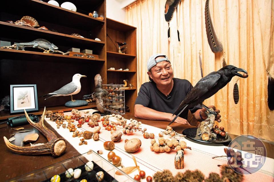 林青峰家中有一個動物標本室，其中多數標本都是他親手製作。在家裡，標本吹冷氣的時間比他還長。