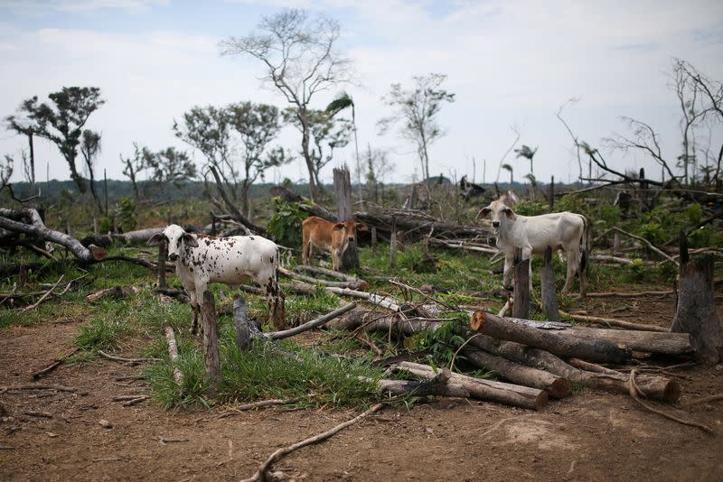 FILE PHOTO: Cows graze in a deforested pasture on the Yari plains, in Caqueta