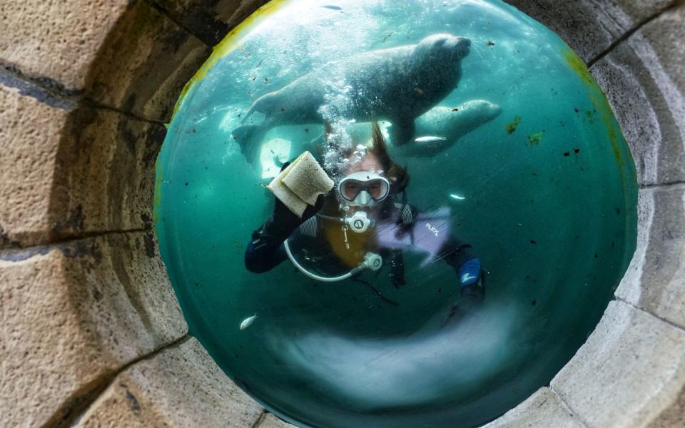 Diver inside tank cleans window with seals in background - PA