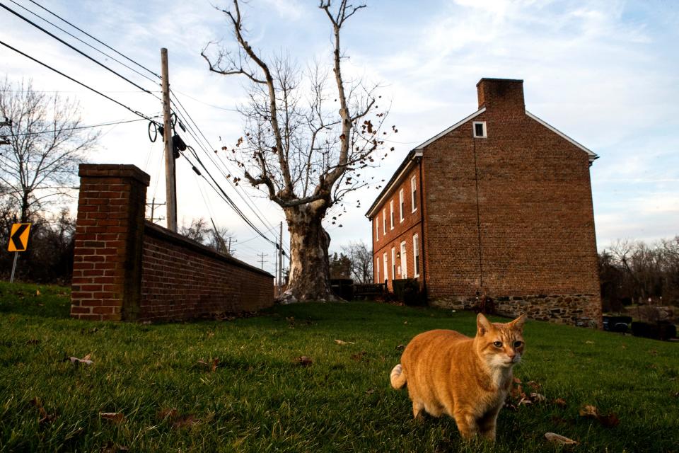The 300-year-old Witness Tree stands in front of the Hale-Byrnes House, where George Washington held a meeting in 1777, on Stanton-Christiana Road in Stanton on Tuesday, Nov. 29, 2022. The Witness Tree might soon tip over or be removed, and a commemorative painting of it will be unveiled on-site on Saturday, Dec. 3, 2022.