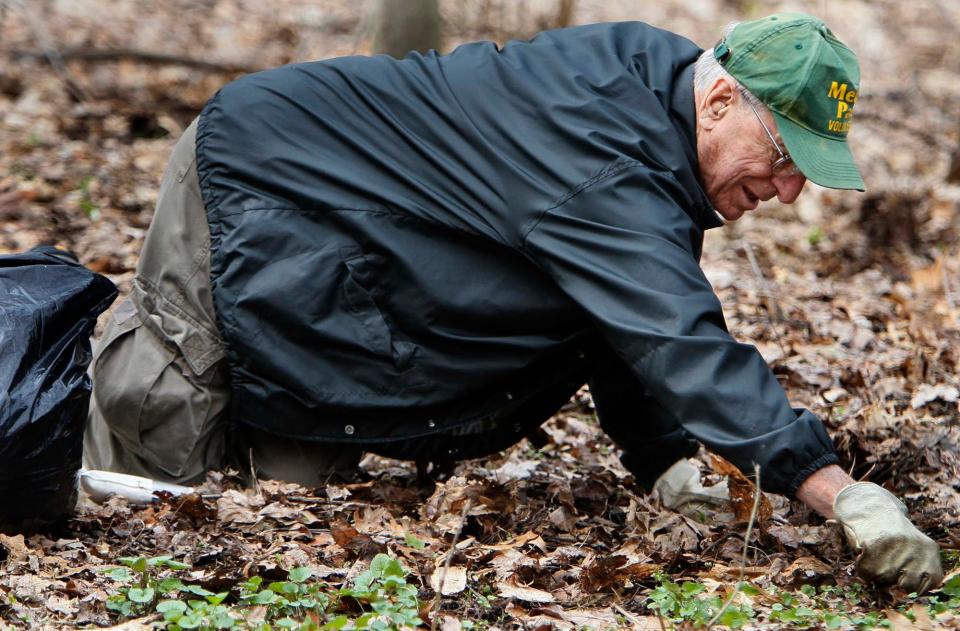 Bert Szabo, shown at age 90, participates in in a seasonal garlic mustard pull at the Pioneer Area of the Goodyear Heights Metro Park in April 2011 in Akron.