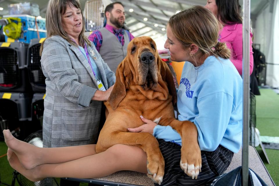 Trumpet, a Bloodhound, socializing in the kenneling area during the 147th Westminster Kennel Club Dog show, Monday, May 8, 2023, at the USTA Billie Jean King National Tennis Center in New York. 