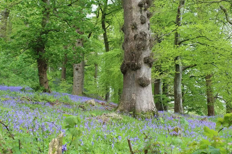 The bluebell woodland at Dinefwr is something special -Credit:Shared Content Unit