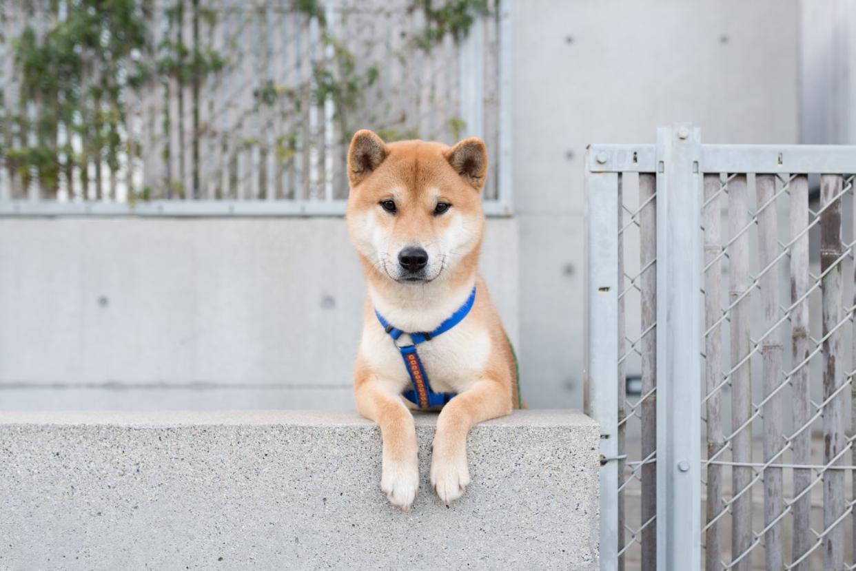 best small dog breeds shiba inu