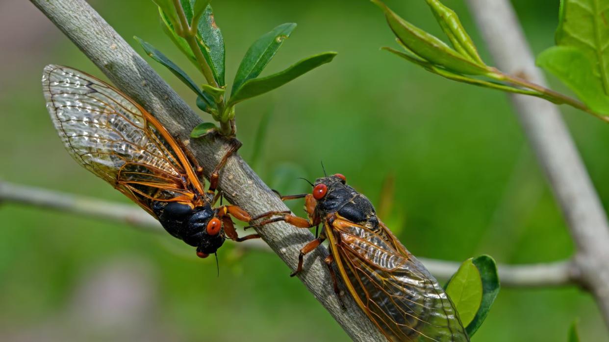 periodical cicadas