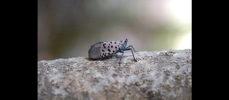 Profile of spotted lanternfly adult at rest. If allowed to spread in the U.S., this pest could seriously impact the country’s grape, orchard, and logging industries, according to the USDA.