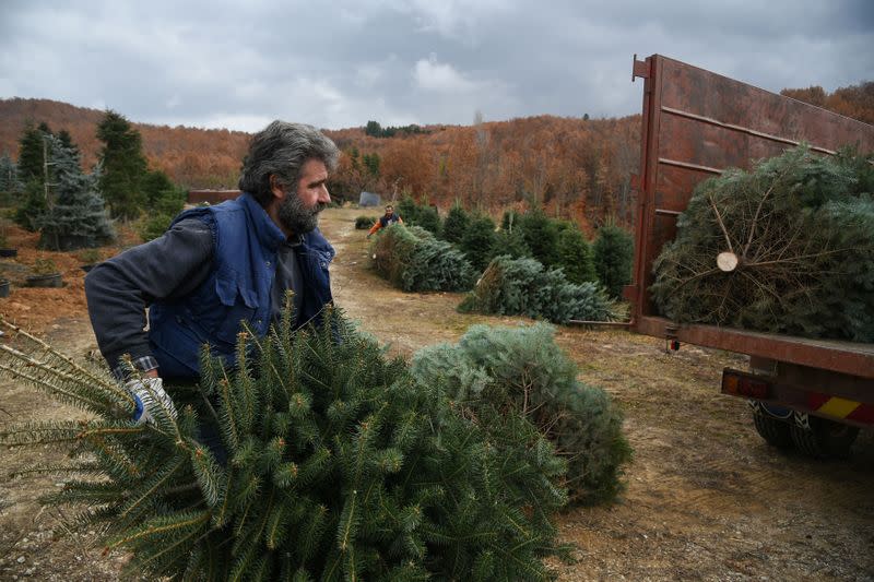 Workers gather fir trees, grown to be sold as Christmas trees at a farm in the village of Taxiarchis, during the coronavirus disease (COVID-19) pandemic, in the region of Chalkidiki