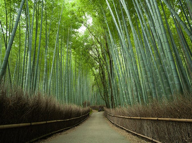 26. Arashiyama Bamboo Forest, Japan