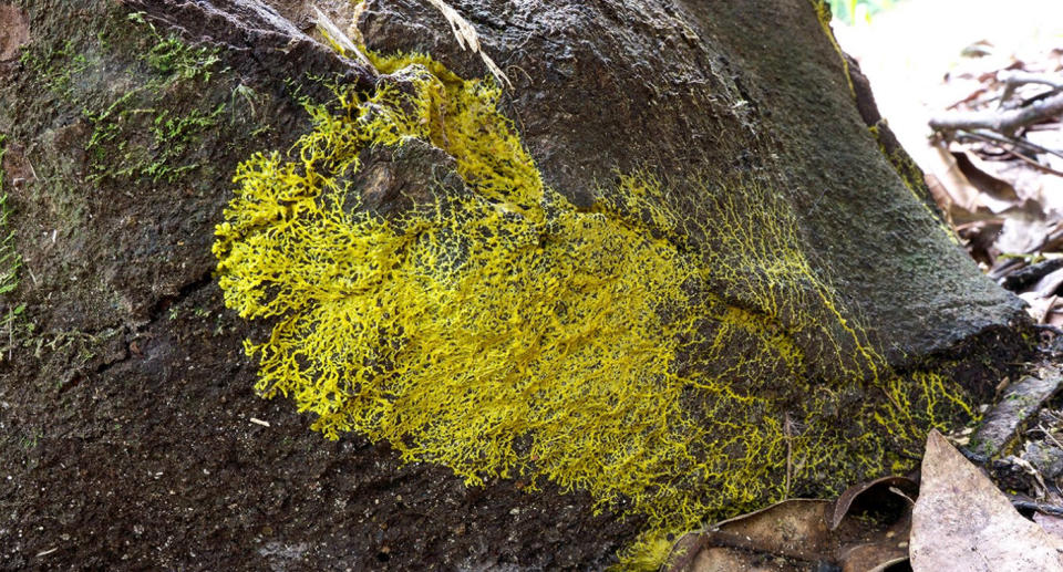 Yellow slime mould can be seen crawling on bark on the floor of a wooden area.