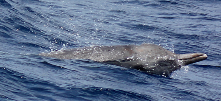 Uno de los zifios (Mesoplodon spp) atacados por el grupo de orcas