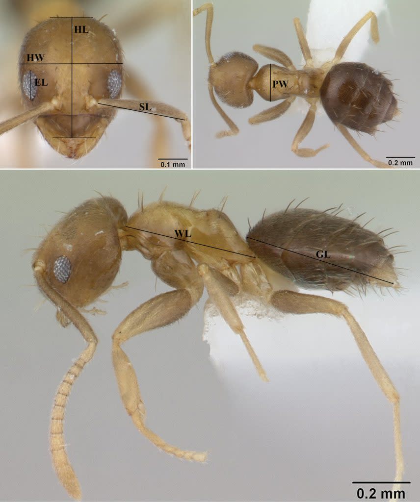 Paraparatrechina umbranatis LaPolla & Cheng, 2010，展示了身體測量的示意圖。縮寫的定義見材料和方法部分。圖片來源：April Nobile