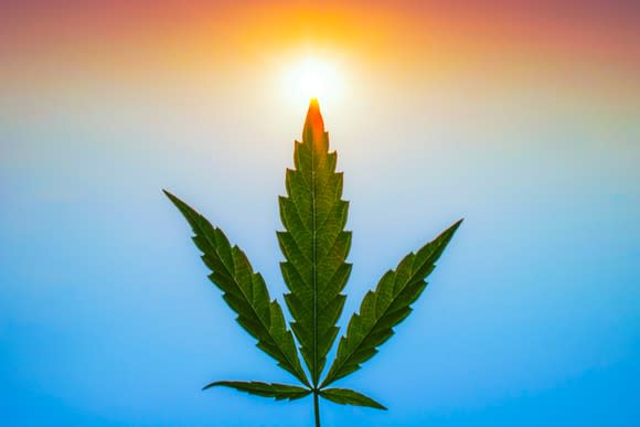 A marijuana leaf with a blue sky and hazy sun in background.