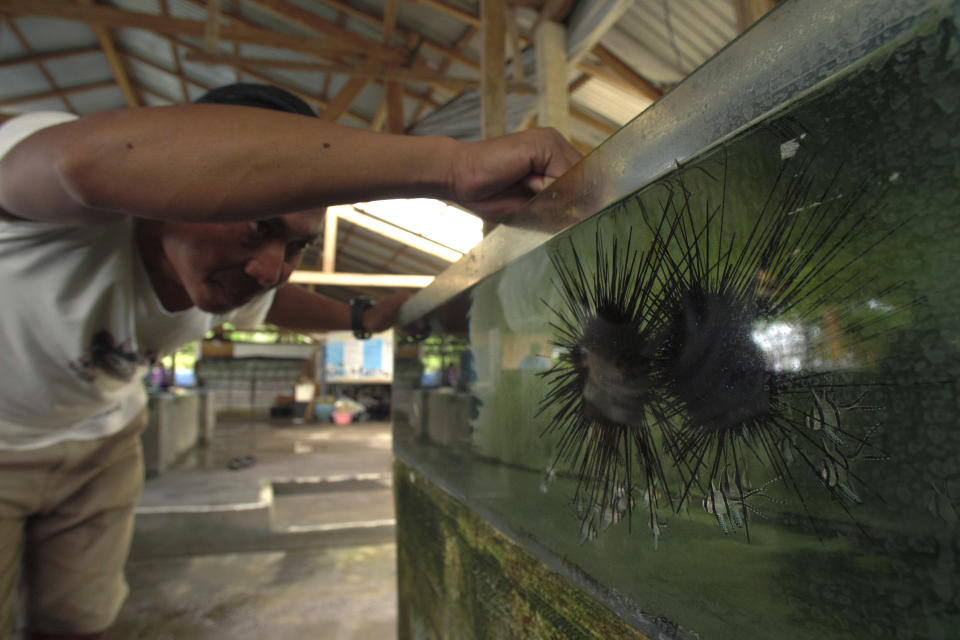 Made Partiana looks at sea urchins in a tank in the LINI center in Les, Bali, Indonesia, on April 12, 2021. “I hope that [healthier] coral reefs will make it possible for the next generation of children and grandchildren under me,” Partiana says. He wants them to be able to “see what coral looks like and that there can be ornamental fish in the sea.” (AP Photo/Alex Lindbloom)