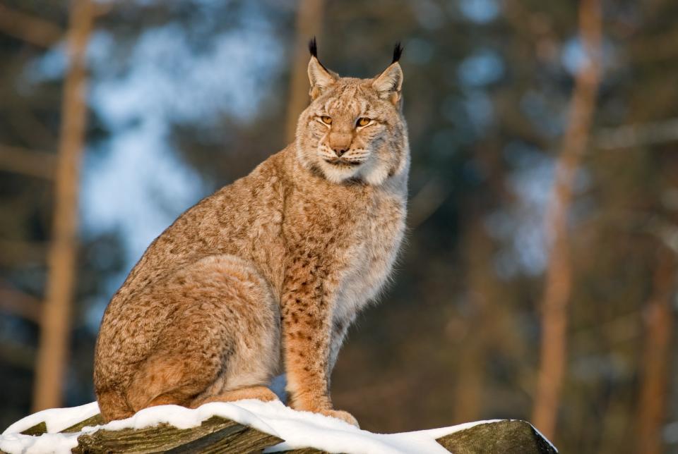 Lynx are notoriously shy and are rarely spotted by humans, even in areas where they live in relatively high numbersGetty