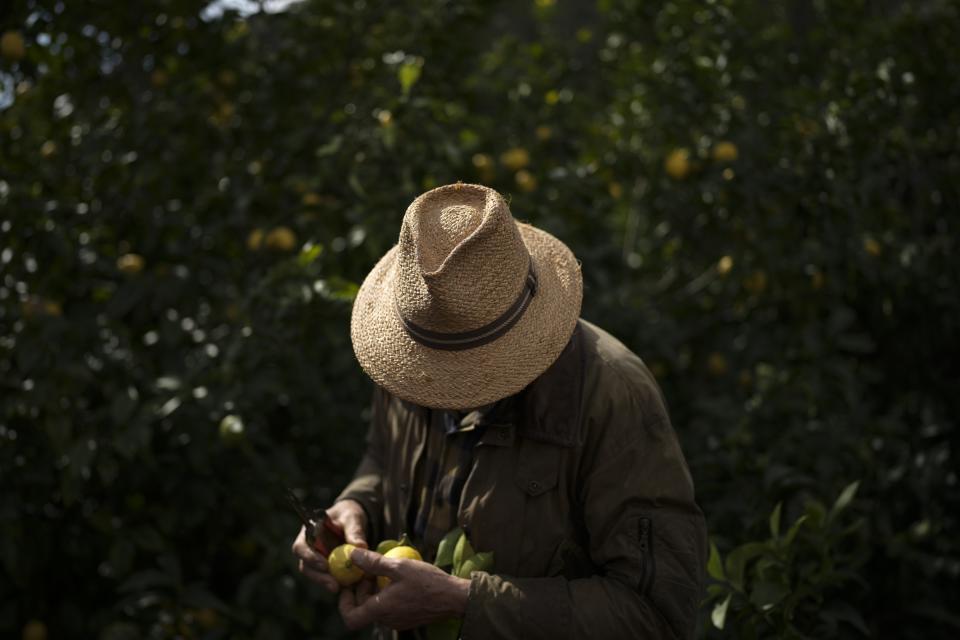 Lemon farmer Laurent Gannac looks lemons at his Maison du Citron farm in Menton, France, Saturday, March 2, 2024. Gannac has been growing lemons for 30 years, since he first moved to the region as a landscaper. (AP Photo/Daniel Cole)