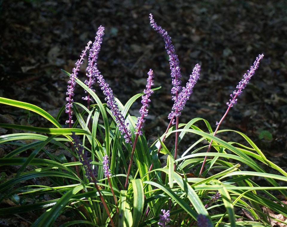 Liriope muscari