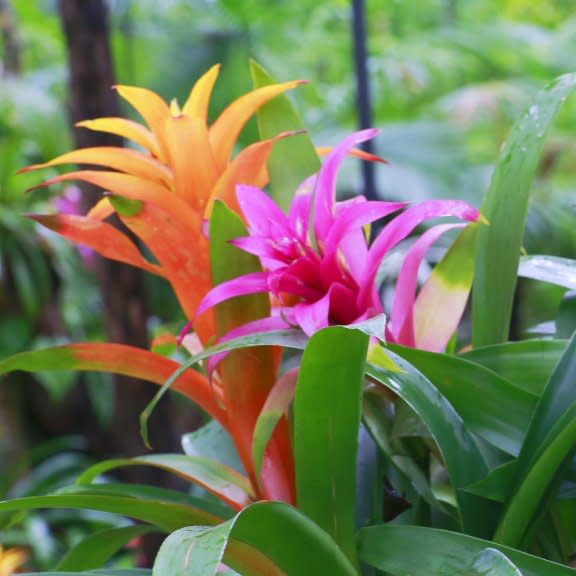  Orange and pink bromeliads. 