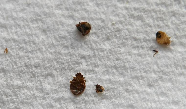 Bedbugs Apparently Have Color Preferences, So You Might Want to Buy New Sheets