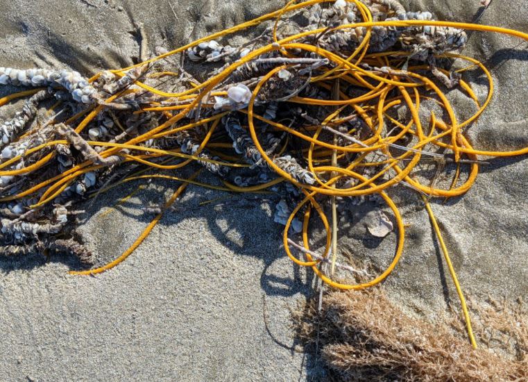 海灘出現數團「黃色塑膠繩」，蕾貝卡湊近才發現是一種叫做「海鞭」的生物。（圖／翻攝Padre Island National Seashore臉書）
