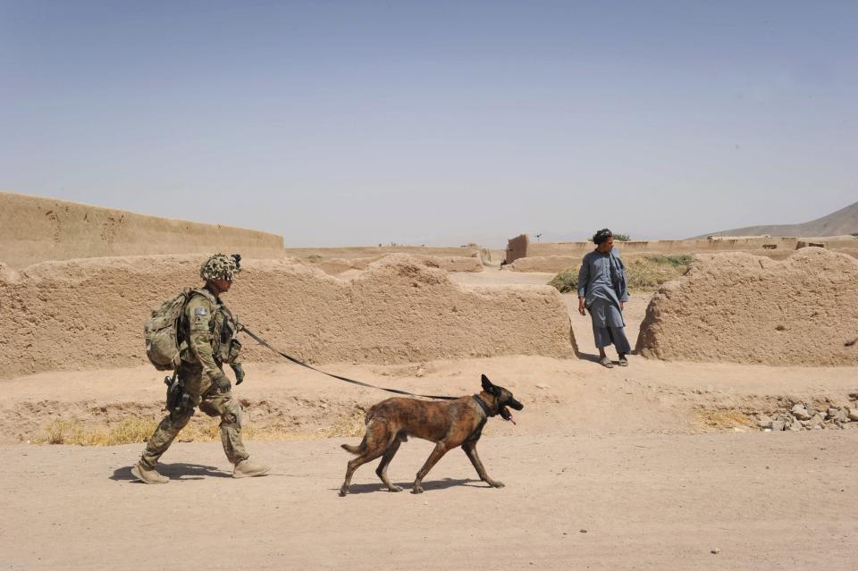 A Belgian Malinois similar to Dasty,  here with Army Specialist Justin Coletti of US Forces Afghanistan K-9 combat tracker team in Kandalay village, Kandahar province in Aug. 5, 2011 helped  in the raid that killed Abu Bakr al-Baghdadi.