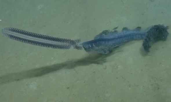 Rare sea creature siphonophore caught on camera ini Gulf of Mexico
