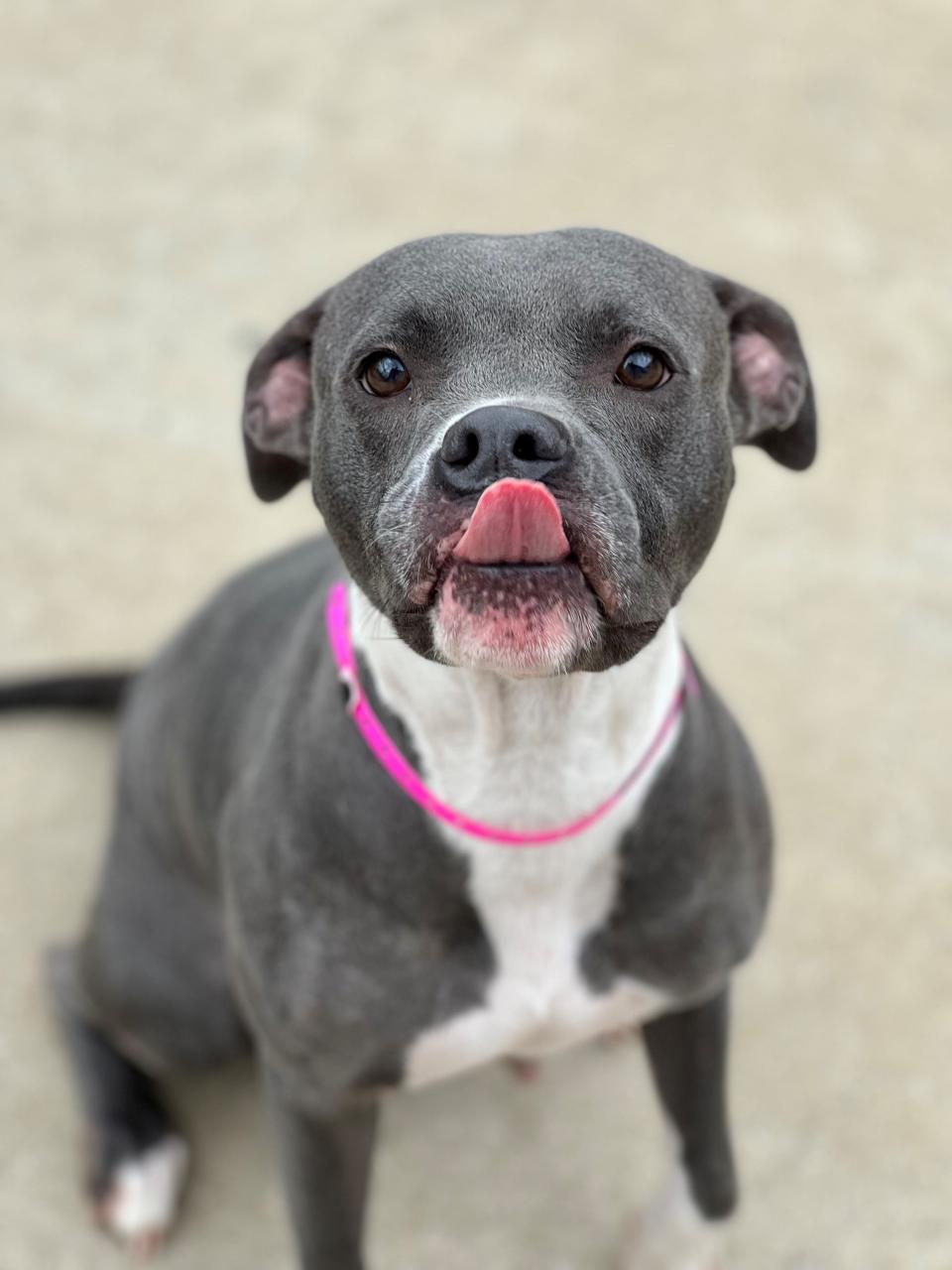 Rosya is a three-year-old, 53 lb female who’s been in the Memphis Animal Shelter since June 16. The gap between the number of dogs coming into shelters and dogs leaving shelters is widening, leading to dogs sitting in shelter kennels for longer.