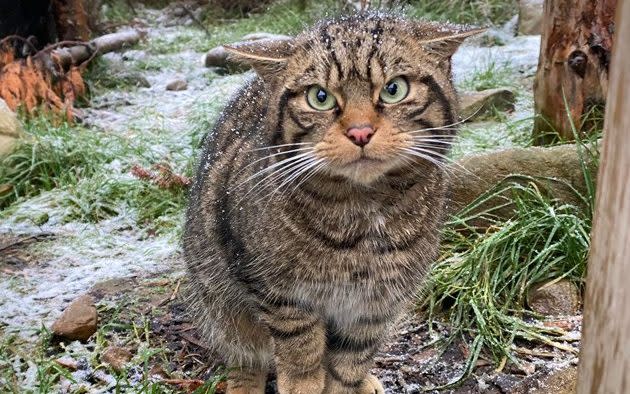 Scottish wildcat