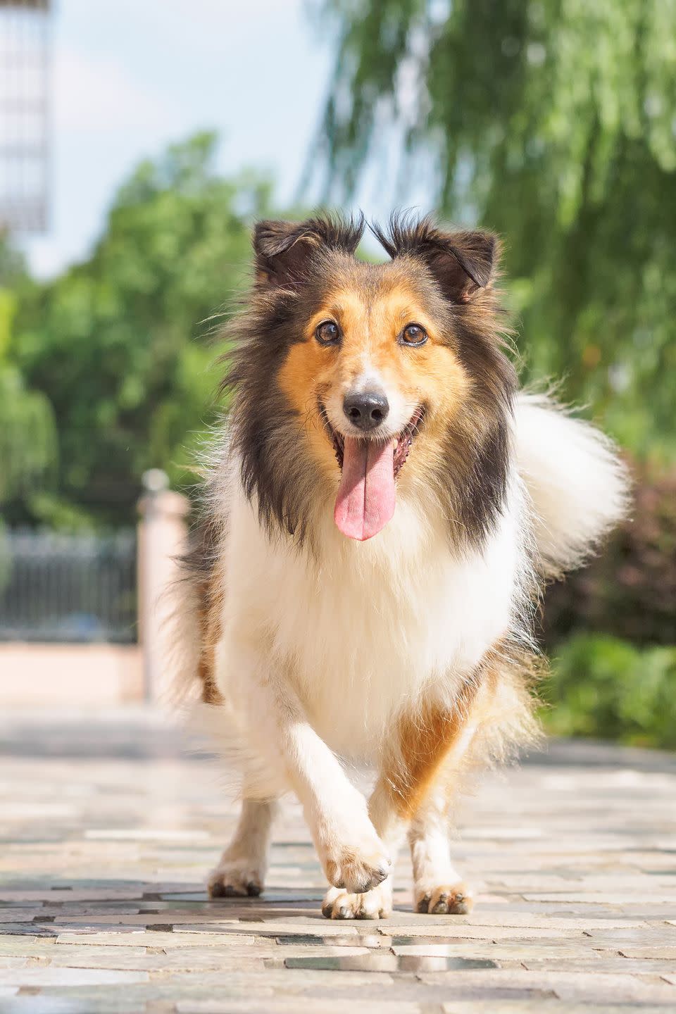 <p>Collies adore companionship and love connecting with children. Don't let their long, beautiful coats fool you - collies are no show dogs. This breed requires <a rel="nofollow noopener" href="https://www.womansday.com/life/pet-care/a51400/pet-vaccinations/" target="_blank" data-ylk="slk:regular exercise;elm:context_link;itc:0;sec:content-canvas" class="link ">regular exercise</a>, as these hounds are very athletic. Take the whole family out for a day at the park or a daily run. It'll serve as a bonding experience for everyone.</p>