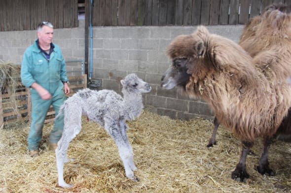 Handout photo issued by Mainsgill Farm of Doris the camel (right) with her as yet unnamed calf and farmer Bob Shaw at Mainsgill Farm in Richmond, North Yorkshire. PRESS ASSOCIATION Photo. Issue date: Thursday April 17, 2014. Farmer Andrew and Maria Henshaw had no idea that Doris the camel, who lives with her half-sister Delilah, was in the family way until she began to calve. Mr Henshaw, who runs the Mainsgill Farm Shop near Richmond, North Yorkshire, said he half suspected Jimmy the llama in the pen next to Doris may be responsible, as he is such a rascal. But he reckoned that Doris, who has not been near a male camel from more than a year, was impregnanted before she was brought from a farm in Cornwall to North Yorkshire. See PA story ANIMALS Camel. Photo credit should read: Nichola Hammond/PA WireNOTE TO EDITORS: This handout photo may only be used in for editorial reporting purposes for the contemporaneous illustration of events, things or the people in the image or facts mentioned in the caption. Reuse of the picture may require further permission from the copyright holder.