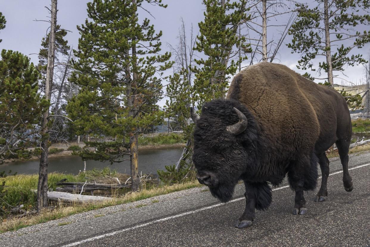 bison walking on Wildlife Loop Road, Wind Cave National Park, Custer County, South Dakota