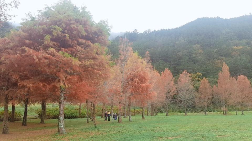 武陵農場落羽松。（中華旅行社提供）