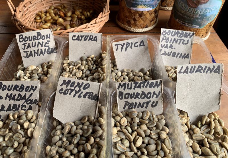 Samples of Bourbon pointu coffee variety are seen arranged at the Kafen Drazana packaging plant in Ampefy town of Itasy region