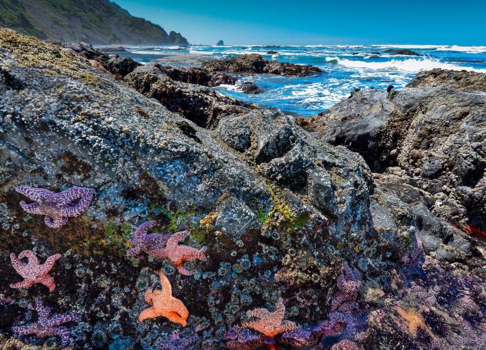 Seastars cling to the rocks at Redwood's Enderts Beach.