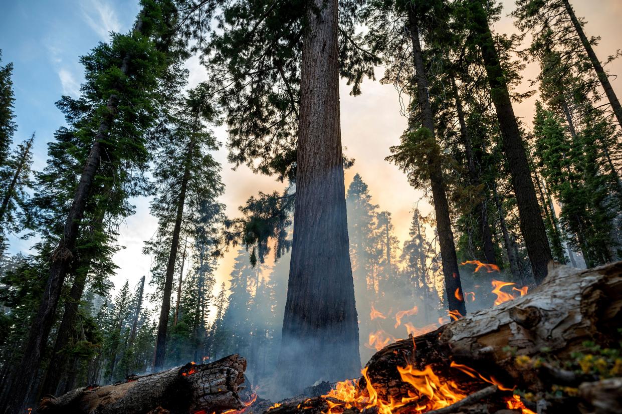 The Washburn Fire burns in Mariposa Grove in Yosemite National Park, Calif., on Friday, July 8, 2022.