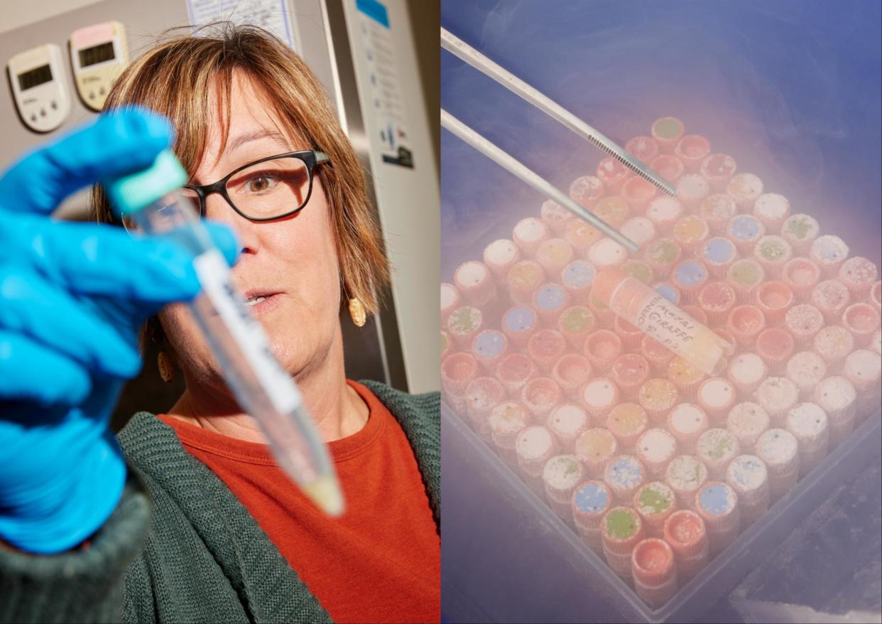 <span>Left: Ann Misuraca, research coordinator, takes flasks of cells out of an incubator to examine under a microscope at the Frozen Zoo. Right: Samples at the Frozen Zoo at the Beckman Center.</span><span>Composite: Maggie Shannon</span>