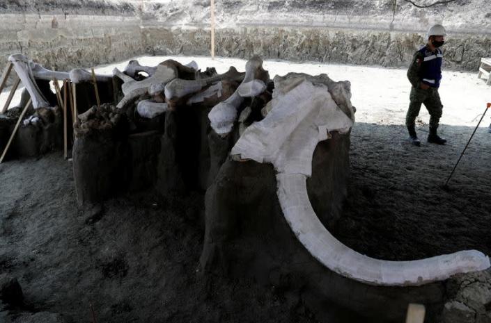 Mammoth bones are pictured at a site where archaeologists and worker of Mexico's National Institute of Anthropology and History (INAH) work and where more than 100 mammoth skeletons have been identified, in Zumpango