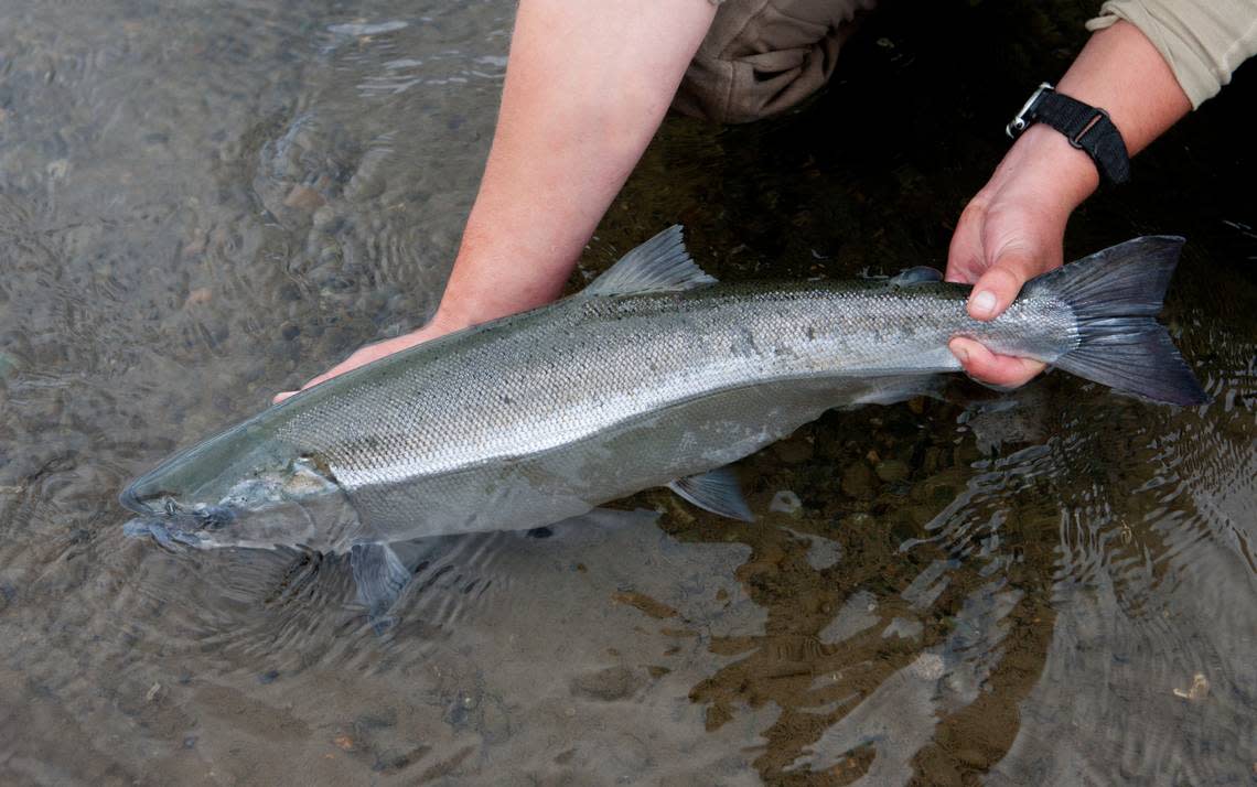 A coho silver salmon.