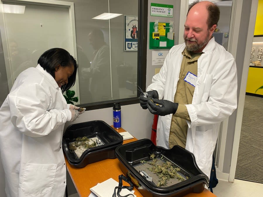 Students at the Cleveland School of Cannabis participate in lab work trimming marijuana plants. (Courtesy Photo/Cleveland School of Cannabis)