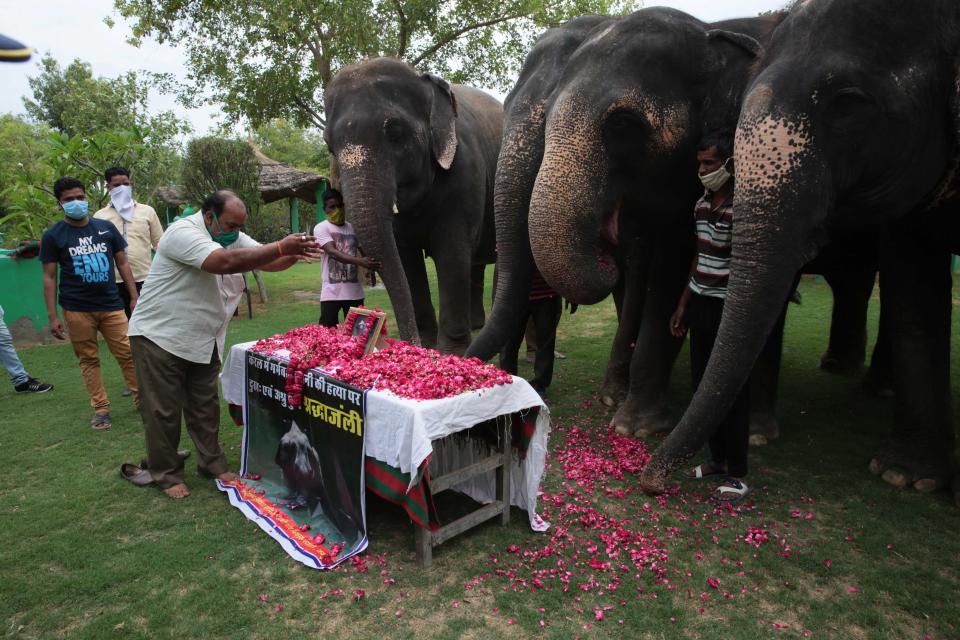 Elephants At Hathi Gaon Pay Tribute To The Female Elephant Killed In Kerala